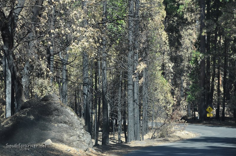 DSC_0160.JPG - Evergreen Road near between Peach Grower's Tract and Evergreen - Heading towards Mather