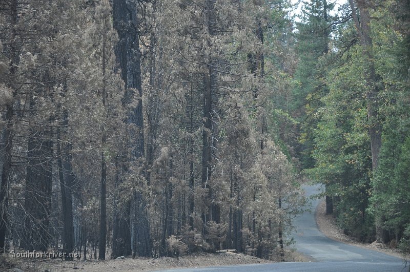 DSC_0352.JPG - Evergreen Road near Ackerson Meadow