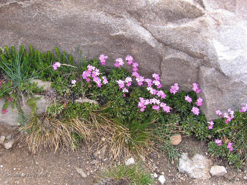 IMG_1568.JPG - Wildflowers on the trail