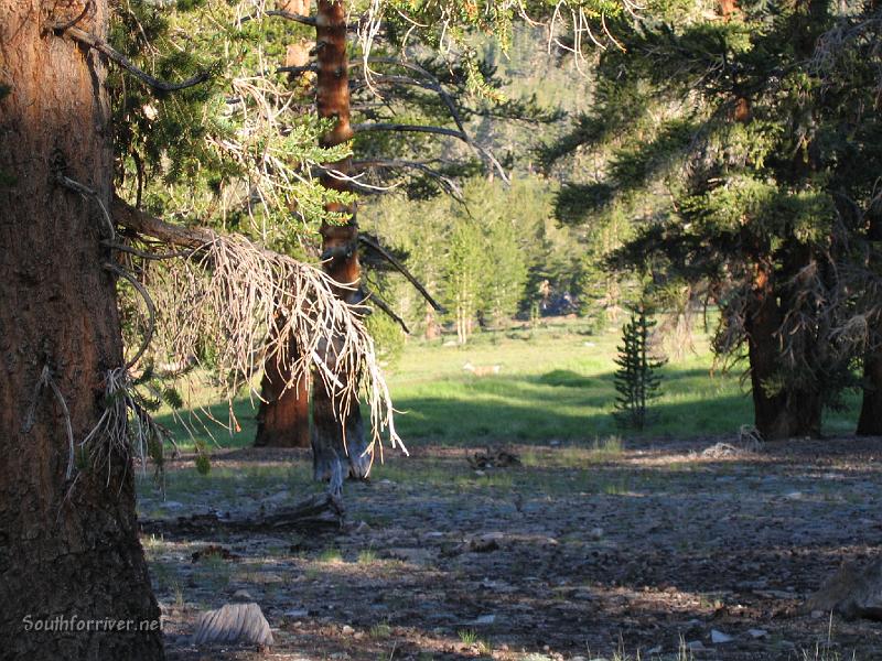 IMG_1579.JPG - Deer in Sandy Meadow