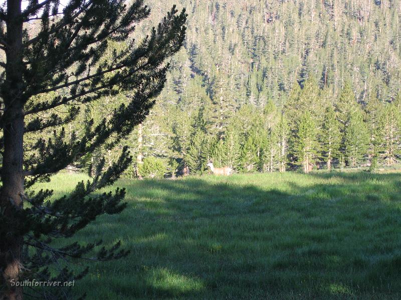 IMG_1580.JPG - Deer in Sandy Meadow