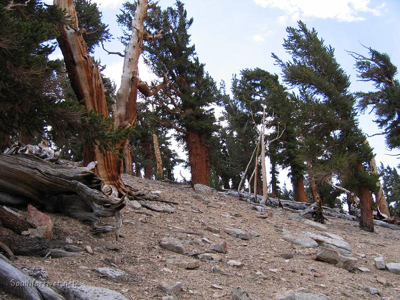 IMG_1599.JPG - Bristlecone Pines?? - Near Bighorn Plateau