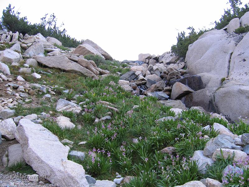 IMG_1636.JPG - Wildflowers on trail near Glen Pass