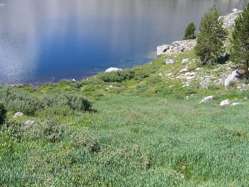 IMG_1649.JPG - Wild onion field at Middle Rae Lake