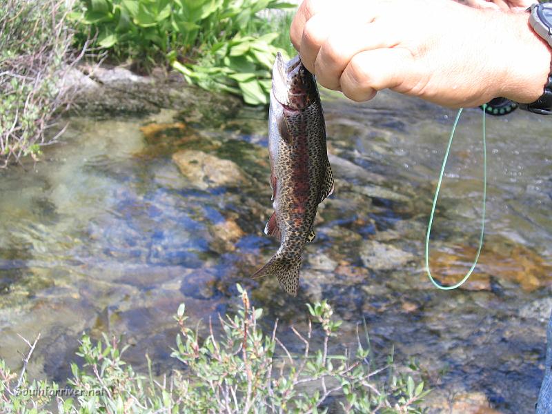 IMG_1651.JPG - First Brookie from outlet of Lower Rae Lake