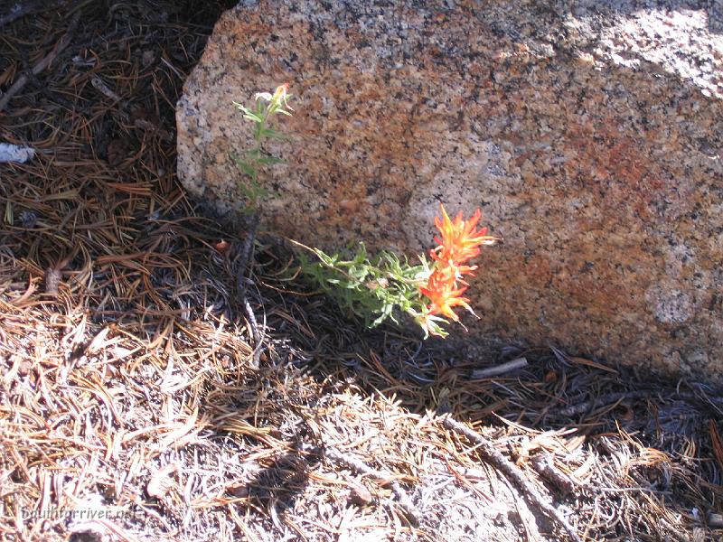 IMG_1698.JPG - Indian Paintbrush on trail