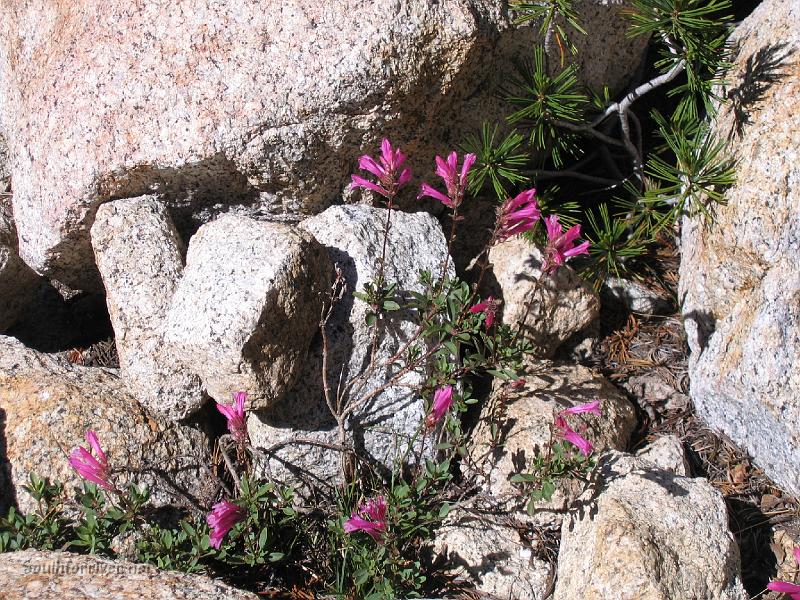 IMG_1699.JPG - Wildflowers along the trail