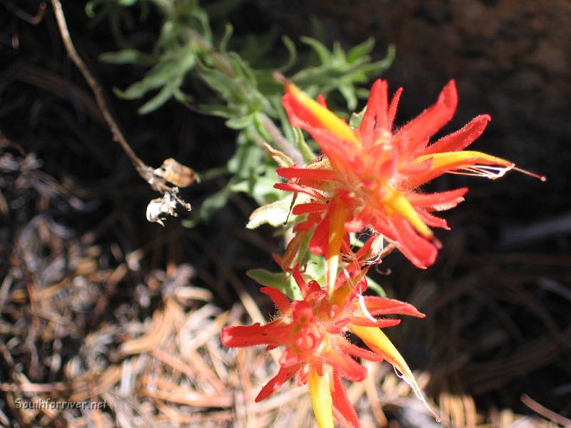 IMG_1700.JPG - Indian Paintbrush on trail