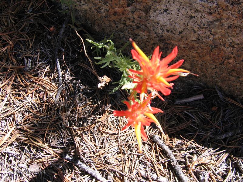 IMG_1701.JPG - Indian Paintbrush on trail