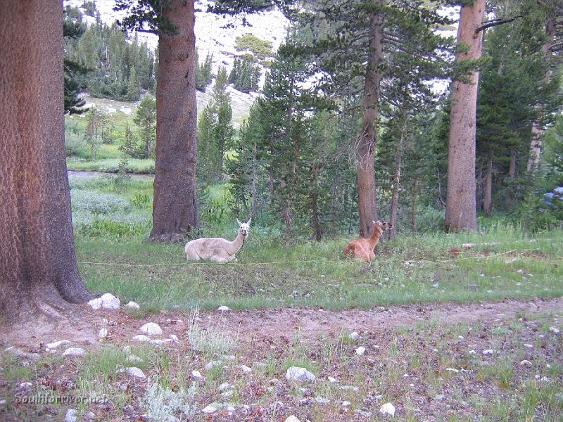 IMG_1722.JPG - You may see just about anything along the trail!  Llamas from the re-suppliers at Little Pete Meadow