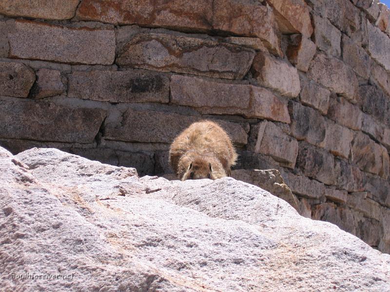 IMG_1744.JPG - Muir Hut Marmots