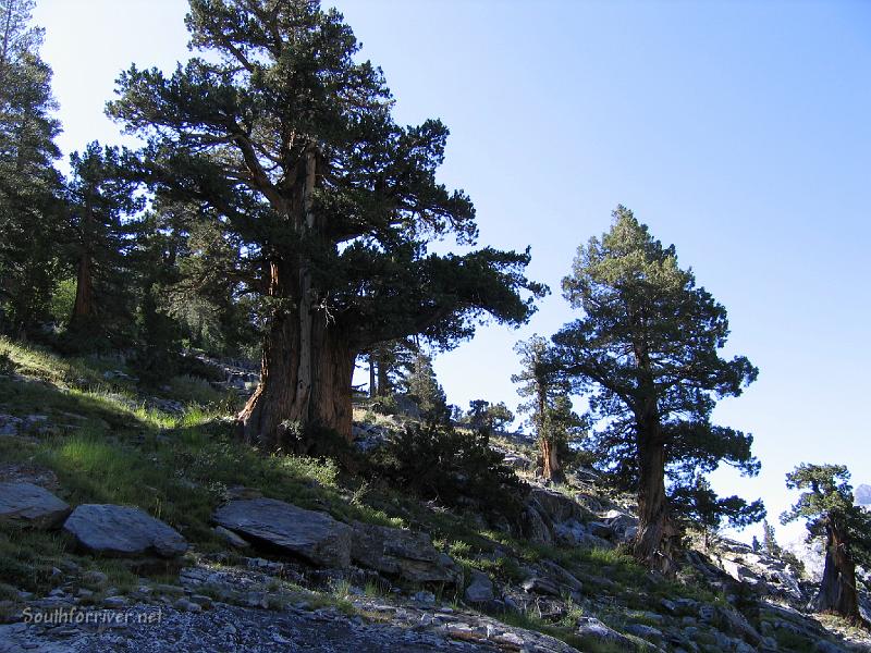 IMG_1768.JPG - Nice trees on the way down canyon