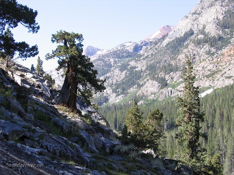 IMG_1769.JPG - Nice trees on the way down canyon