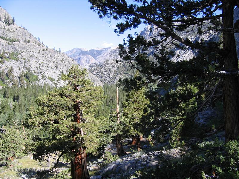 IMG_1770.JPG - Nice trees on the way down canyon