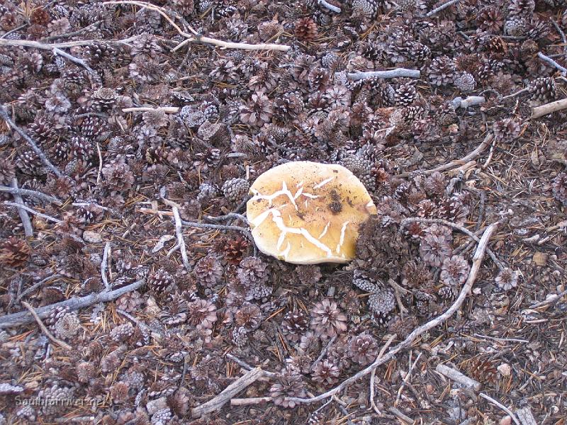 IMG_1803.JPG - Mushroom near Bear Creek