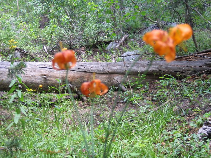 IMG_1807.JPG - Wildflowers along the trail