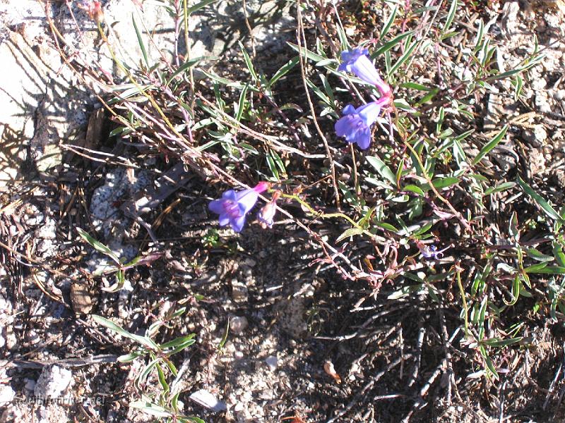 IMG_1813.JPG - More wildflowers along the trail