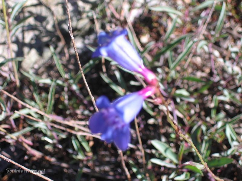 IMG_1814.JPG - More wildflowers along the trail