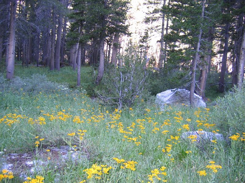 IMG_1816.JPG - More wildflowers along the trail