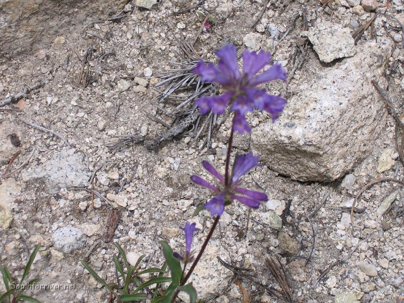 IMG_1842.JPG - Wildflowers along the trail north of Silver Pass