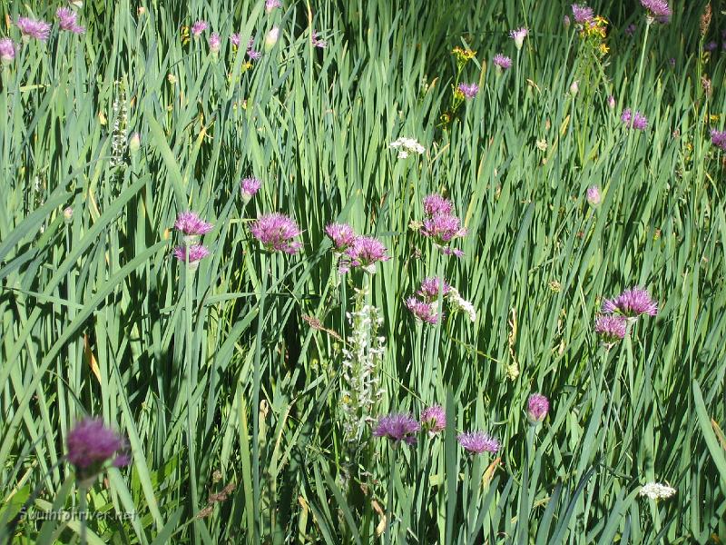 IMG_1846.JPG - More wild onions near Tully Hole