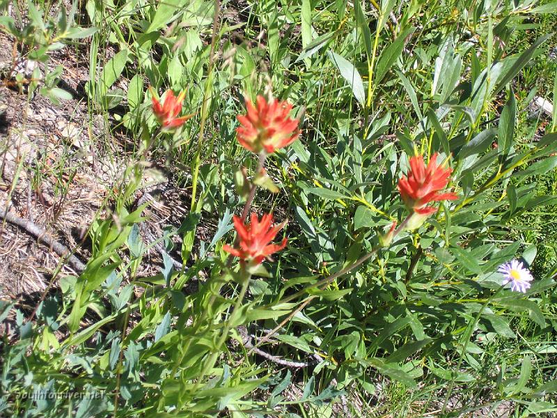 IMG_1864.JPG - Indian Paintbrushes near Purple Lake