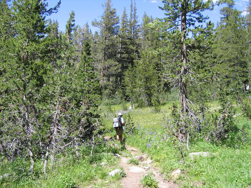 IMG_1874.JPG - The wildflowers in the Deer Creek area