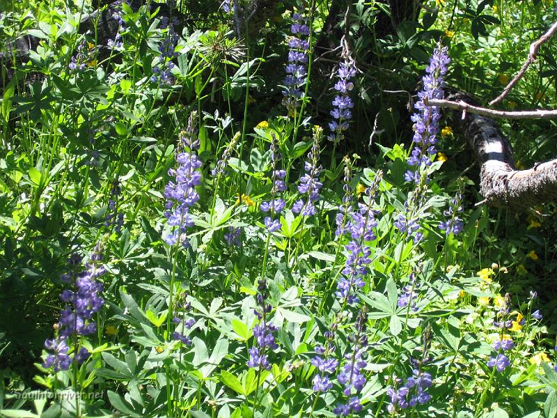 IMG_1875.JPG - Wildflowers along the trail near Deer Creek