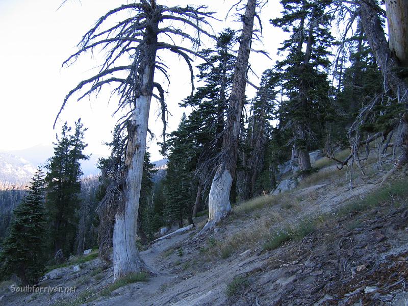 IMG_1887.JPG - The trail through the burned section