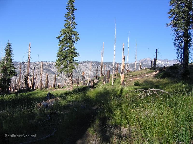 IMG_1889.JPG - The burned section with new undergrowth